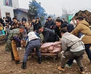 可爱的“呆呆”与善良的人民--“按猪宴”走红的浅层逻辑